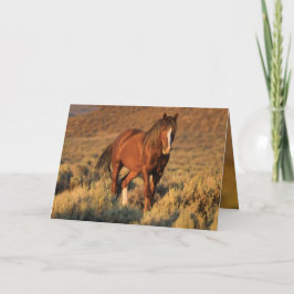 Semental salvaje del alazán en la tarjeta del