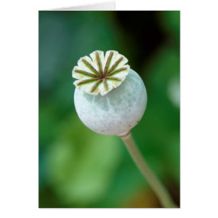 Semilla de Cabeza de Flor de Amapola, Western Cape