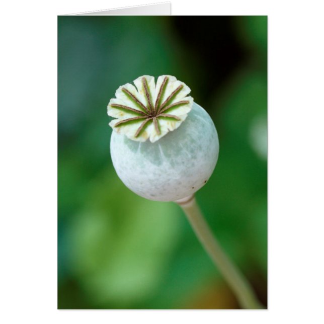 Semilla de Cabeza de Flor de Amapola, Western Cape (Frente)