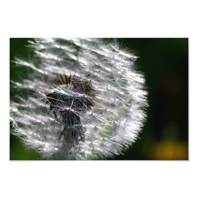 Semilla de la cabeza de Dandelion - Impresión foto (Frente)