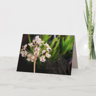 Semilla de la Naturaleza: Tarjeta de macro fotográ