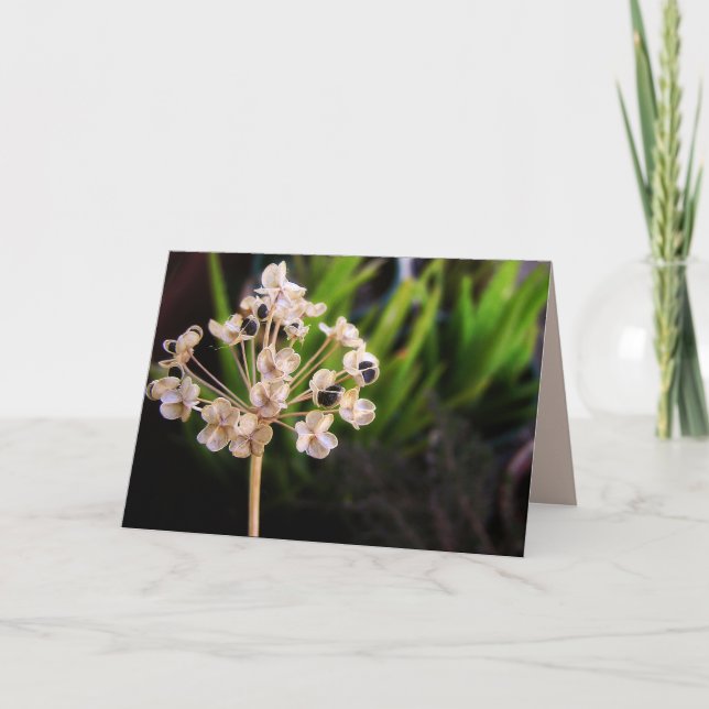 Semilla de la Naturaleza: Tarjeta de macro fotográ (Anverso)