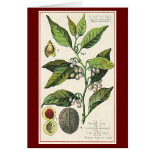 Semillas de Frutas de la Planta de Nuez Moscada Vi