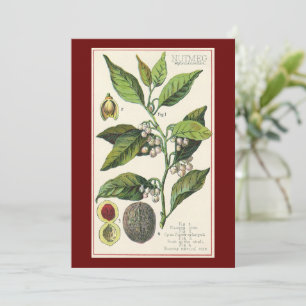 Semillas de Frutas de Planta de Nuez Moscada Vinta