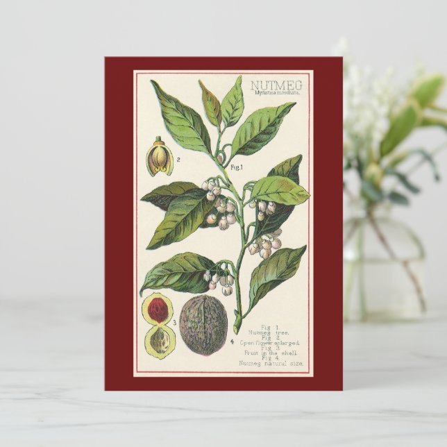Semillas de Frutas de Planta de Nuez Moscada Vinta (Anverso de pie)