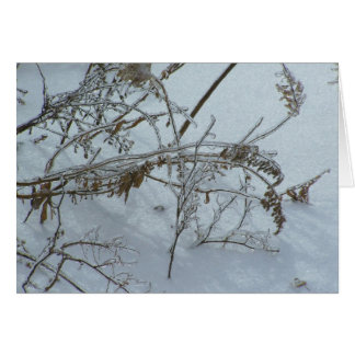 Semillas de invierno