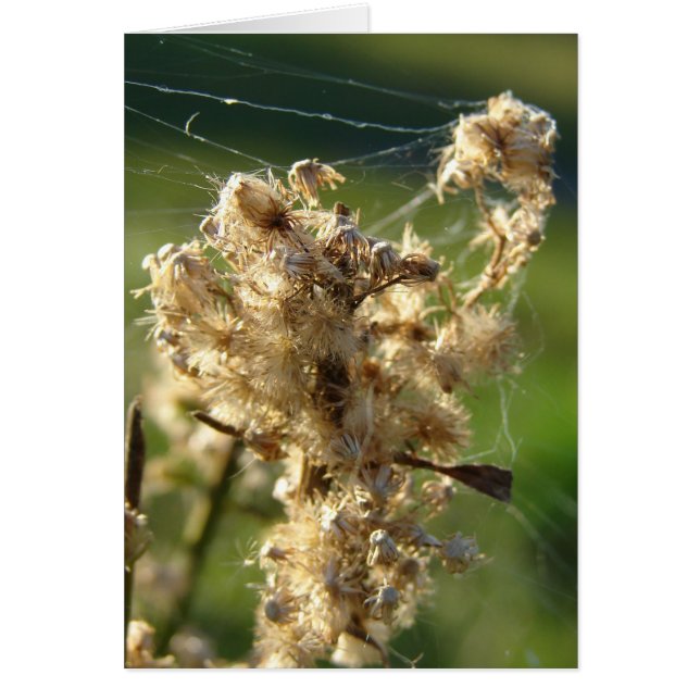Semillas de maleza y araña web (Frente)