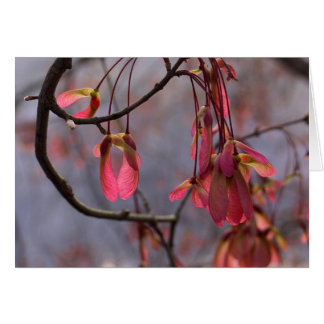 Semillas del arce rojo