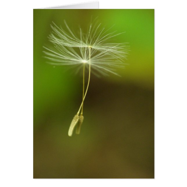 Semillas del vuelo (Frente)