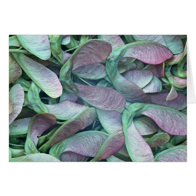 Semillas Sycamore (Anverso (Horizontal))