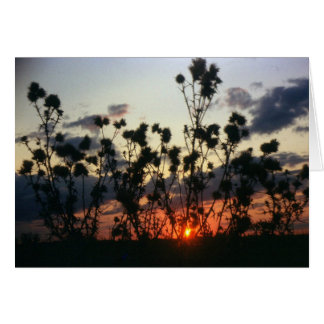 Semillas y atardecer