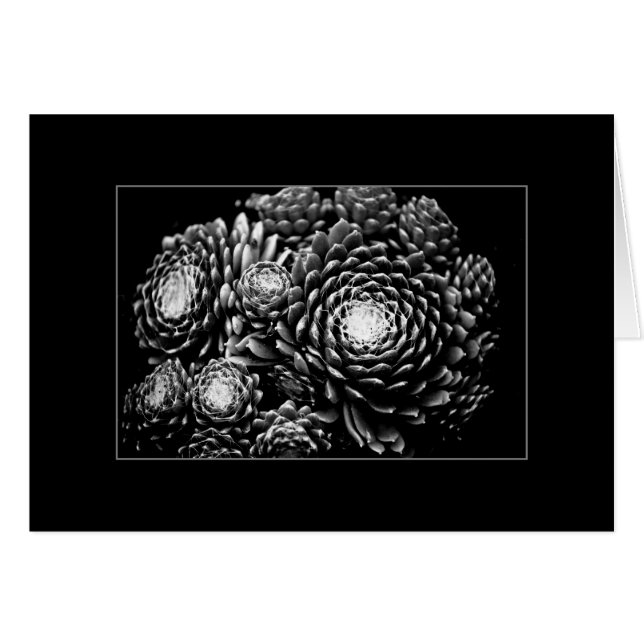 Sempervivum (Anverso (Horizontal))