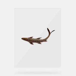 Señal Acrílica Acrylic Sign FISH STYLE DESIGN