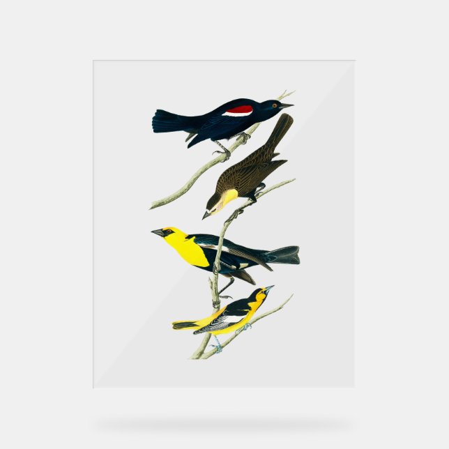 Señal Acrílica Aves Audubónicas - Tropical Oriole con estrellas (Anverso)