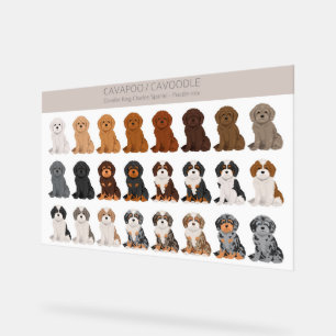 Señal Acrílica Cavapoo, mezcla de perro de Cavoodle