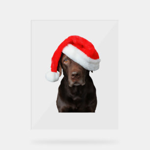 Señal Acrílica Chocolate Lab Imagen de Santa Hat Cute Dog Navidad