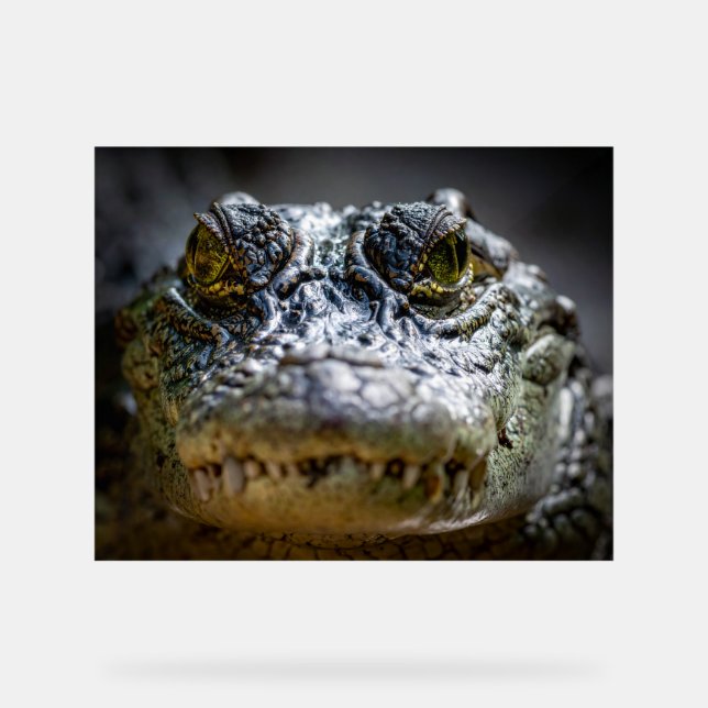 Señal Acrílica cocodrilo en agua (Anverso)