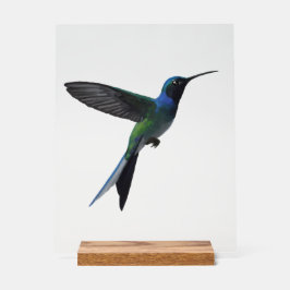 Señal Acrílica Colibrí