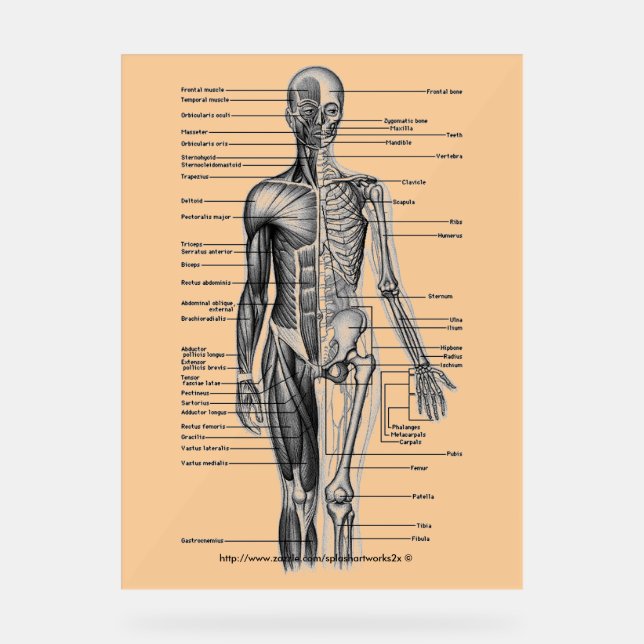 Señal Acrílica "Diagrama del esqueleto humano" (Anverso)