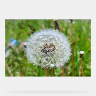 Señal Acrílica Diente de León Perfecto – Fotografía Macro Botánic