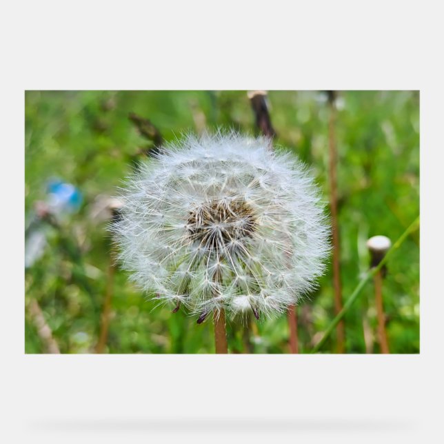 Señal Acrílica Diente de León Perfecto – Fotografía Macro Botánic (Anverso)