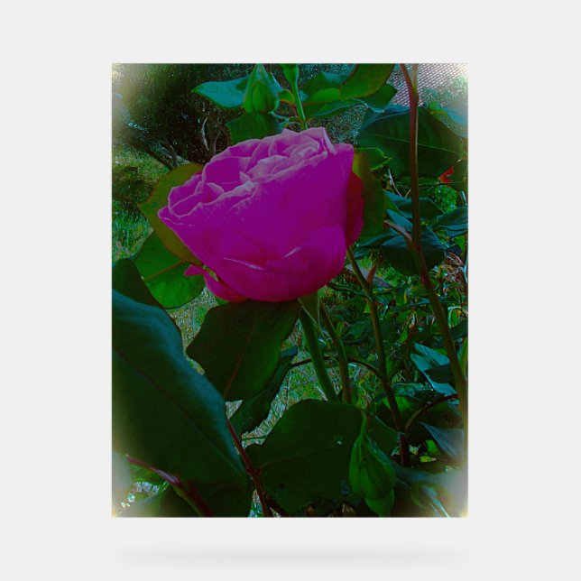 Señal Acrílica Estilo de diseño de Rótulo acrílico (Anverso)