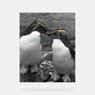 Señal Acrílica Explosión de color de pingüino
