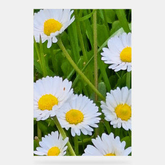 Señal Acrílica Flores de jardín silvestre Rumania – Fotografía de