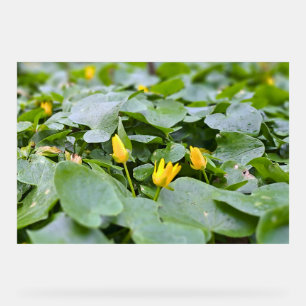 Señal Acrílica Flores Silvestres del Bosque – Fotografía Botánica