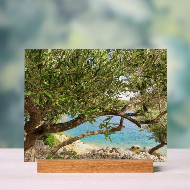 Señal Acrílica Foto de Olive Tree en el mar Mediterráneo (Neutral )