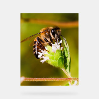 Señal Acrílica Foto macro de una abeja de miel