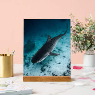 Señal Acrílica Fotografía submarina del Tiburón Tigre, escena oce