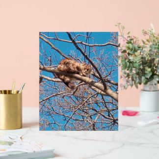 Señal Acrílica Gata Asilvestrada Lucy en el Árbol Amante de los G