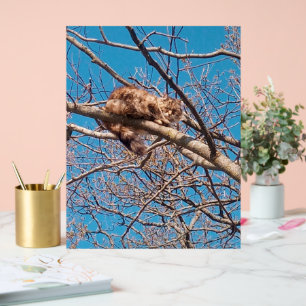 Señal Acrílica Gata Asilvestrada Lucy en el Árbol Amante de los G