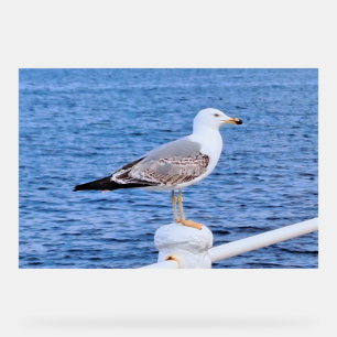 Señal Acrílica Gaviota Constanta Rumania – Fotografía del Mar Neg