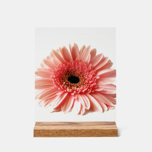Señal Acrílica Gerbera Daisy