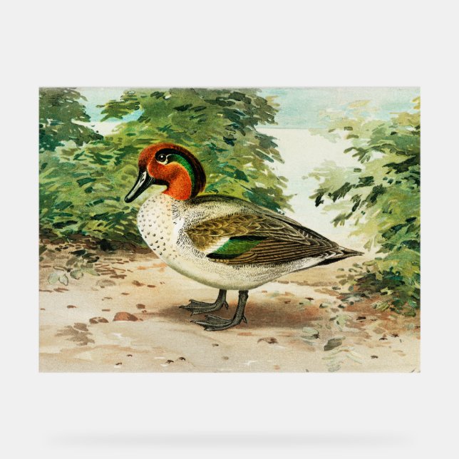 Señal Acrílica Green-winged teal (Anverso)