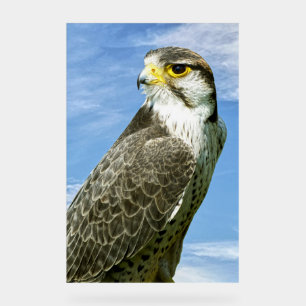 Señal Acrílica Halcón de Lanner