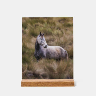 Señal Acrílica Hermoso caballo de color gris