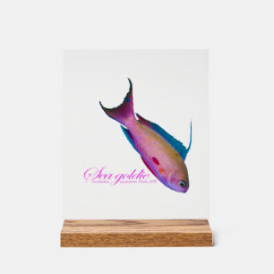 Señal Acrílica Hermoso colorido nupcial para el dorado marino