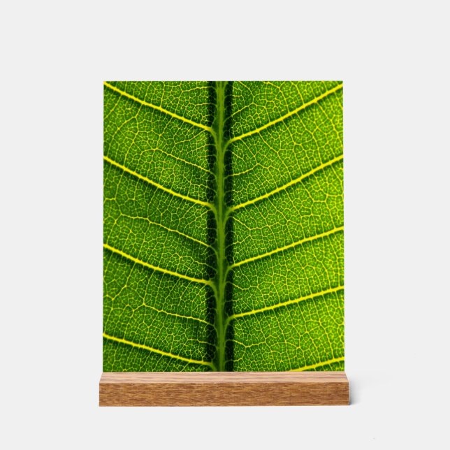 Señal Acrílica Hoja verde (Anverso)
