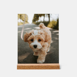 Señal Acrílica Lamina con foto de perro bonito tierno