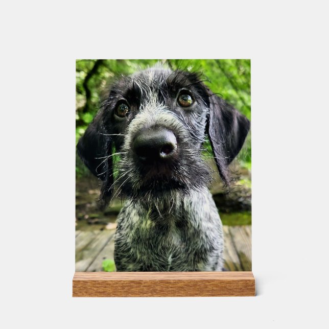 Señal Acrílica Letrero de acrílico de cachorro de Pointer alemán  (Anverso)