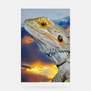 Señal Acrílica Lizard gris al atardecer