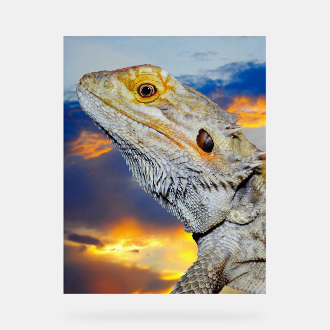 Señal Acrílica Lizard gris al atardecer (Anverso)