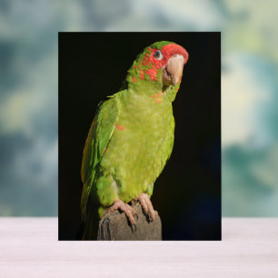 Señal Acrílica Macaw con fondo oscuro, vista de cierre