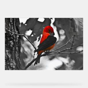 Señal Acrílica Male Scarlet Tanager