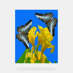 Señal Acrílica Mariposas de barquillos azules malayas en Canna Ki