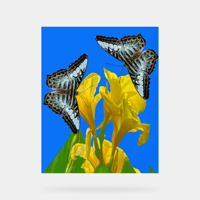 Señal Acrílica Mariposas de barquillos azules malayas en Canna Ki (Anverso)