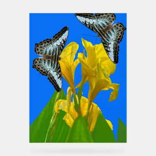 Señal Acrílica Mariposas de barquillos azules malayas en Canna Ki